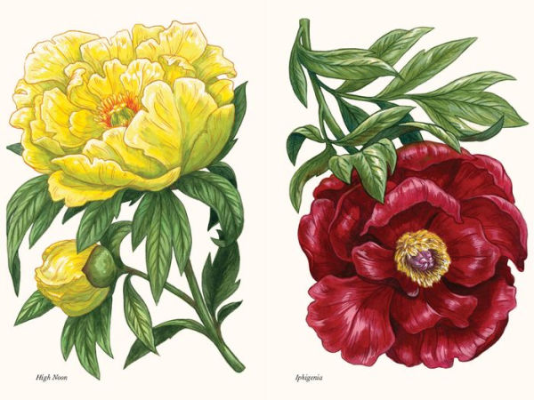 Peonies: A Little Book of Flowers