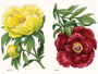 Alternative view 7 of Peonies: A Little Book of Flowers