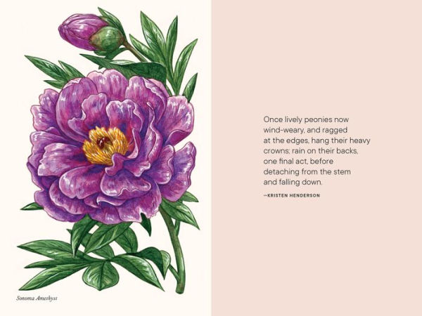 Peonies: A Little Book of Flowers