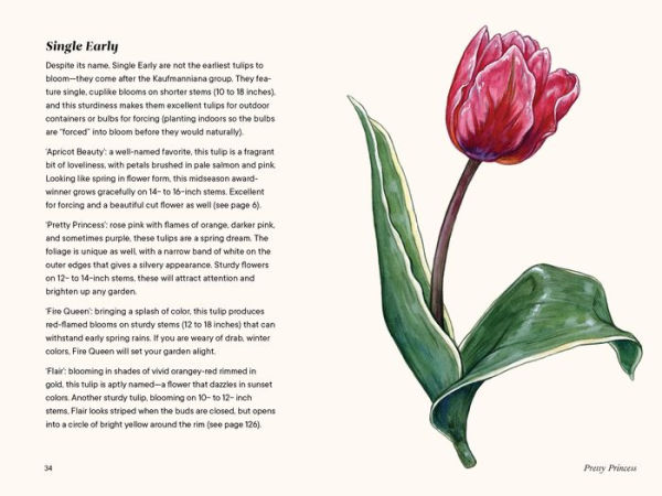 Tulips: A Little Book of Flowers