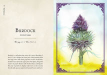 Alternative view 14 of Wild Medicine: An Illustrated Guide to the Magick of Herbs