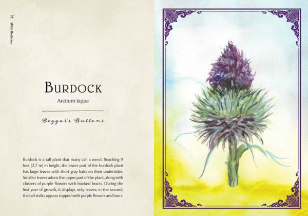 Wild Medicine: An Illustrated Guide to the Magick of Herbs