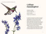 Alternative view 9 of A Little Book of Hummingbirds