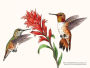 Alternative view 10 of A Little Book of Hummingbirds