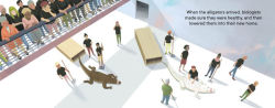 Alternative view 17 of Claude: The True Story of a White Alligator