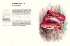 Alternative view 11 of Field Notes from a Fungi Forager: An Illustrated Journey Through the World of Pacific Northwest Mushrooms