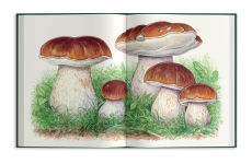 Alternative view 20 of Field Notes from a Fungi Forager: An Illustrated Journey Through the World of Pacific Northwest Mushrooms