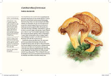 Alternative view 2 of Field Notes from a Fungi Forager: An Illustrated Journey Through the World of Pacific Northwest Mushrooms