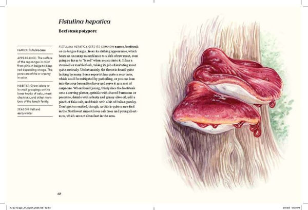 Field Notes from a Fungi Forager: An Illustrated Journey Through the World of Pacific Northwest Mushrooms