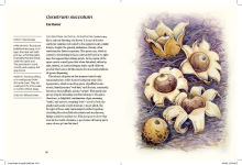 Alternative view 6 of Field Notes from a Fungi Forager: An Illustrated Journey Through the World of Pacific Northwest Mushrooms