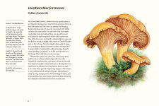 Alternative view 9 of Field Notes from a Fungi Forager: An Illustrated Journey Through the World of Pacific Northwest Mushrooms