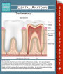 Dental Anatomy (Speedy Study Guides)