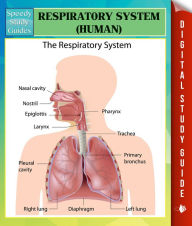 Title: Respiratory System (Human) Speedy Study Guides, Author: Speedy Publishing