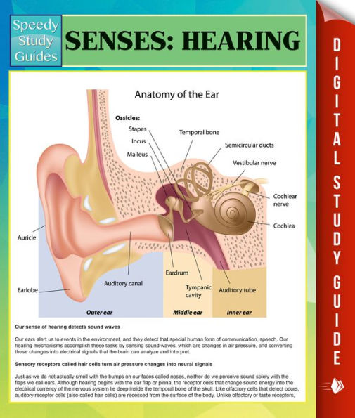 Senses: Hearing Speedy Study Guides