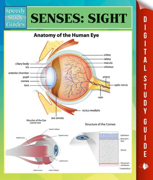 Senses: Sight Speedy Study Guides