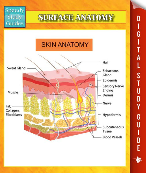 Surface Anatomy Speedy Study Guides