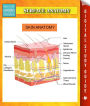 Surface Anatomy Speedy Study Guides