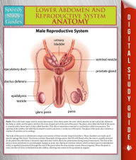 Title: Lower Abdomen And Reproductive System Anatomy (Speedy Study Guide), Author: Speedy Publishing