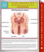 Lower Abdomen And Reproductive System Anatomy (Speedy Study Guide)