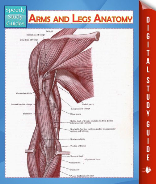 Arms and Legs Anatomy (Speedy Study Guide)