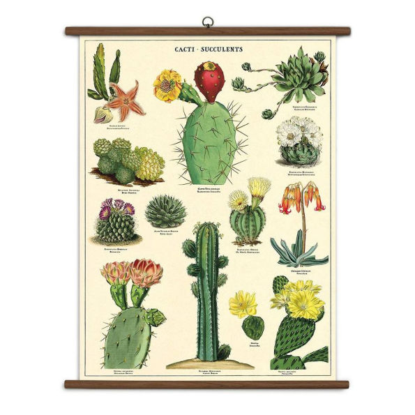 Succulents Vintage School Chart