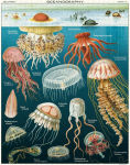 Alternative view 2 of Cavallini & Co - Jellyfish 1000 Piece Jigsaw Puzzle