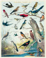 Alternative view 4 of Birds 1,000 piece puzzle