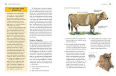 Alternative view 7 of Storey's Guide to Raising Beef Cattle, 4th Edition: Health, Handling, Breeding