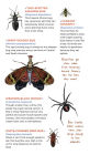 Alternative view 3 of Creepy, Crawly Tattoo Bugs: 60 Temporary Tattoos That Teach