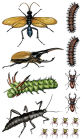 Alternative view 4 of Creepy, Crawly Tattoo Bugs: 60 Temporary Tattoos That Teach