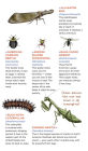 Alternative view 7 of Creepy, Crawly Tattoo Bugs: 60 Temporary Tattoos That Teach