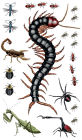 Alternative view 10 of Creepy, Crawly Tattoo Bugs: 60 Temporary Tattoos That Teach