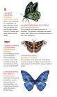 Alternative view 6 of Fluttery, Friendly Tattoo Butterflies and Other Insects: 81 Temporary Tattoos That Teach