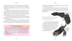 Alternative view 2 of The Love Lives of Birds: Courting and Mating Rituals