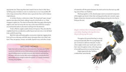 Alternative view 6 of The Love Lives of Birds: Courting and Mating Rituals