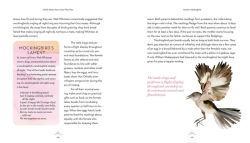 Alternative view 8 of The Love Lives of Birds: Courting and Mating Rituals