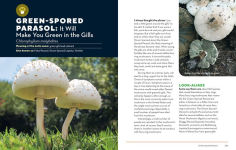 Alternative view 4 of How to Forage for Mushrooms without Dying: An Absolute Beginner's Guide to Identifying 29 Wild, Edible Mushrooms