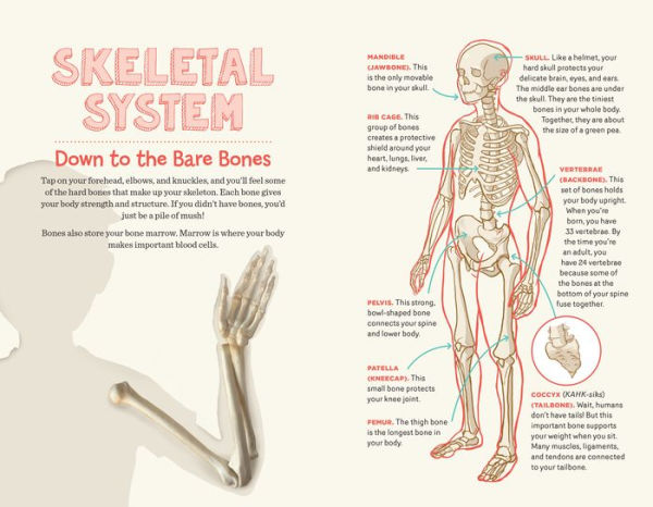 Behold and See 4: Human Anatomy and Health: Samples