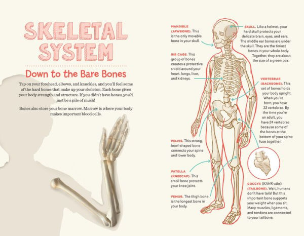 Human Body Learning Lab: Take an Inside Tour of How Your Anatomy Works