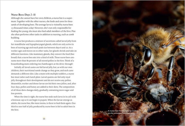 Heart of the Hive: Inside the Mind of the Honey Bee and the Incredible Life Force of the Colony