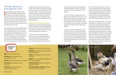 Alternative view 2 of An Absolute Beginner's Guide to Keeping Backyard Chickens: Watch Chicks Grow from Hatchlings to Hens