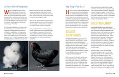 Alternative view 3 of An Absolute Beginner's Guide to Keeping Backyard Chickens: Watch Chicks Grow from Hatchlings to Hens