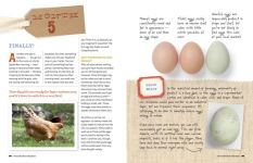 Alternative view 6 of An Absolute Beginner's Guide to Keeping Backyard Chickens: Watch Chicks Grow from Hatchlings to Hens