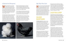 Alternative view 8 of An Absolute Beginner's Guide to Keeping Backyard Chickens: Watch Chicks Grow from Hatchlings to Hens