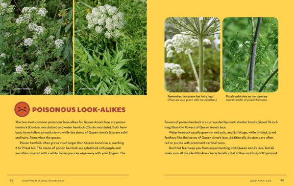 How to Forage for Wild Foods without Dying: An Absolute Beginner's Guide to Identifying 40 Edible Wild Plants