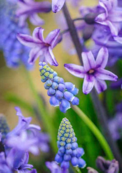 Garden Flowers, 100 Postcards: A Colorful Bouquet from Award-Winning Photography Rob Cardillo