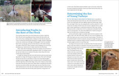 Alternative view 5 of An Absolute Beginner's Guide to Raising Backyard Turkeys: Varieties, Feeding, Shelter, Care