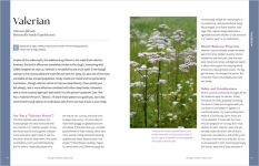 Alternative view 3 of Herbal Remedies for Sleep: How to Use Healing Herbs and Natural Therapies to Ease Stress, Promote Relaxation, and Encourage Healthy Sleep Habits