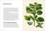 Alternative view 2 of Nettle Power: Forage, Feast & Nourish Yourself with This Remarkable Healing Plant