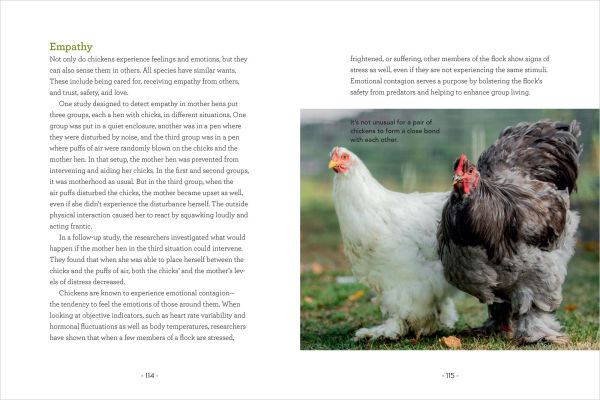 How to Read a Chicken's Mind: Understand Chickens Learn, Perceive People, Express Emotions, and Pass Down Knowledge